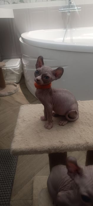 Космические котята сфинкс Эльф