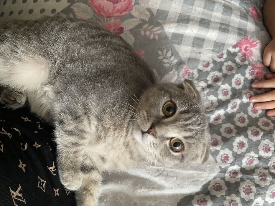 Бесплатно котенок