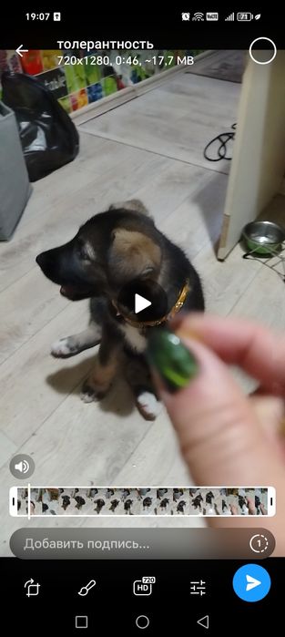 отдам в добрые руки