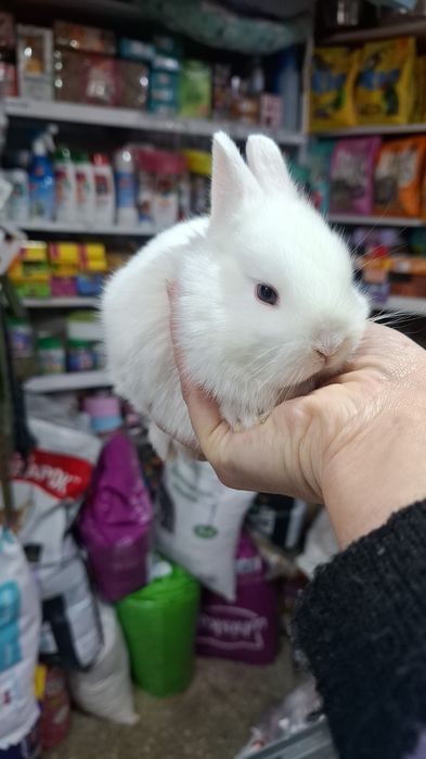 Поступление карликовых кроликов