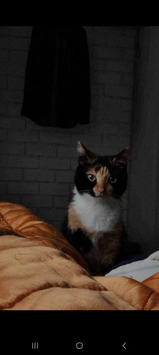 Отдам трёх котов