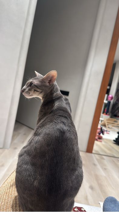 Отдам кошку ориентал