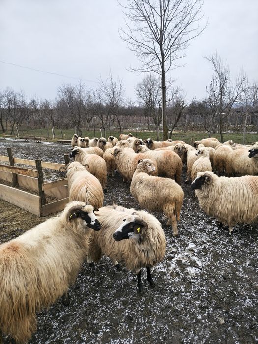 Vând lot de 42 de oi breze