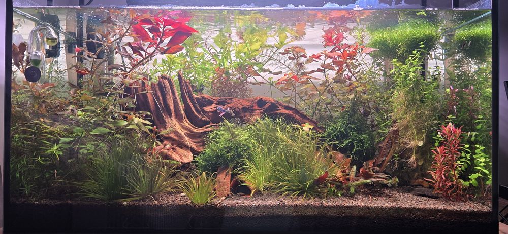 Vand plante pentru acvariu