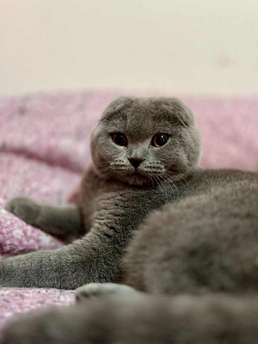 Чистокровный кот БАРОН на вязку