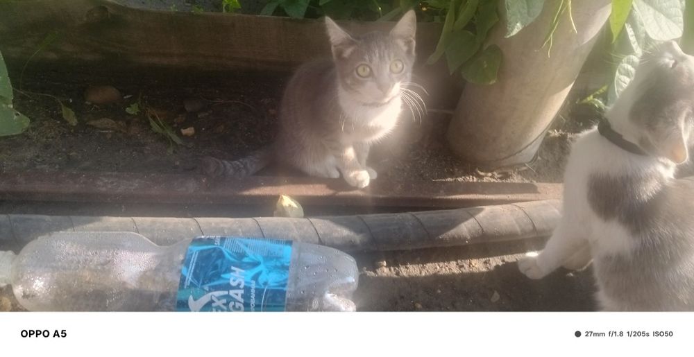 Отдам Кошек и котят даром
