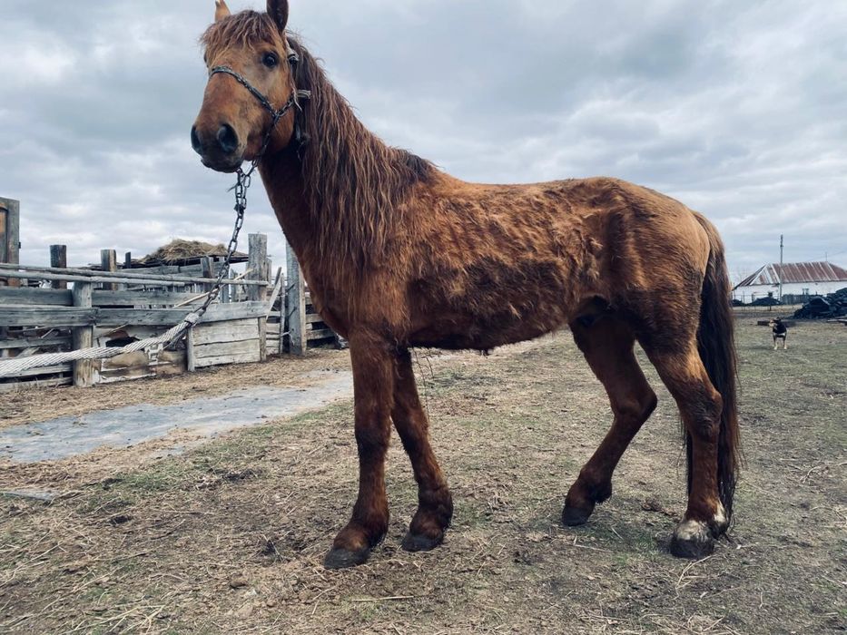Айгыр сатылады 4 жаста