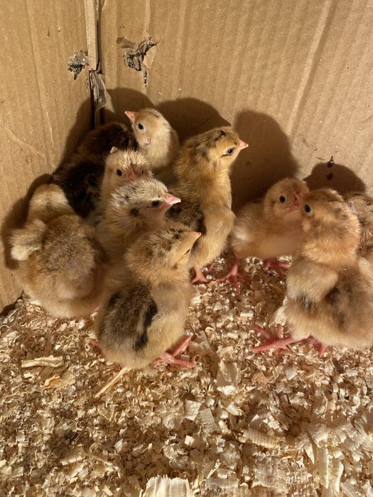 Цыплята Кучин юбилейный,