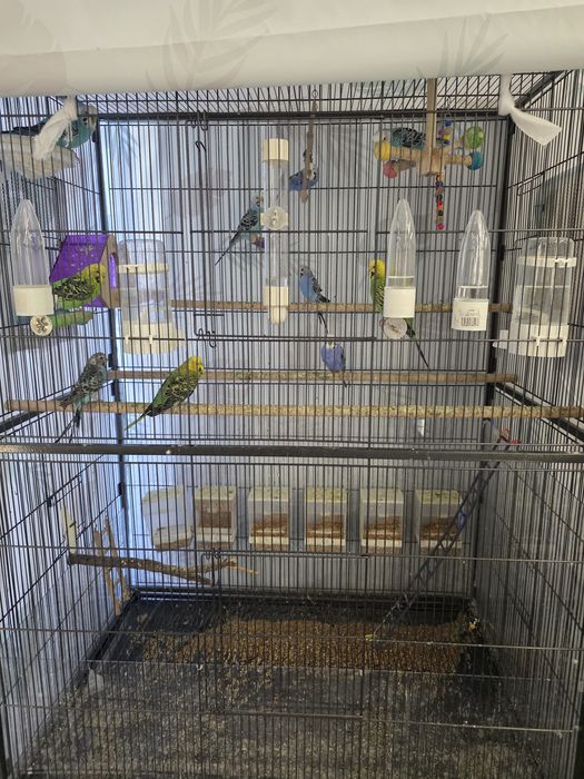 Vand Papagali perusi