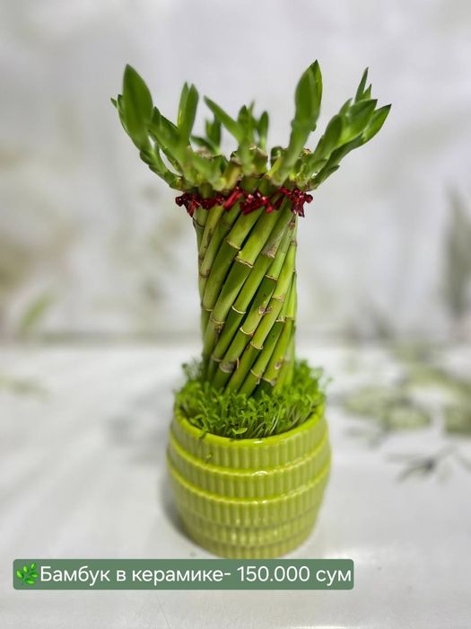 Кипарис, Елка, Аспарагус, Рускус, Бамбук.