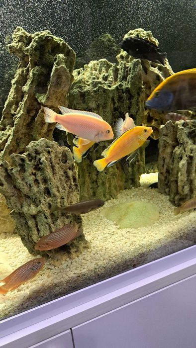 Самцы африканских цихлид