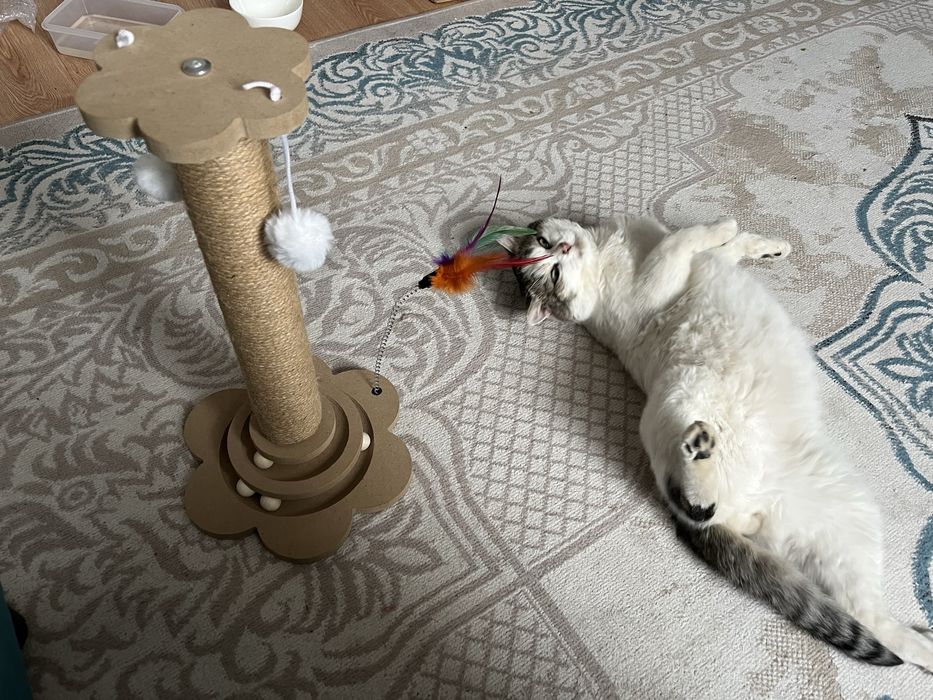 Отдам кота 3 года!