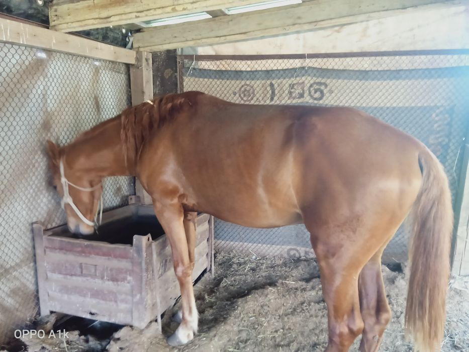 Жеребец по кличке Гулсары