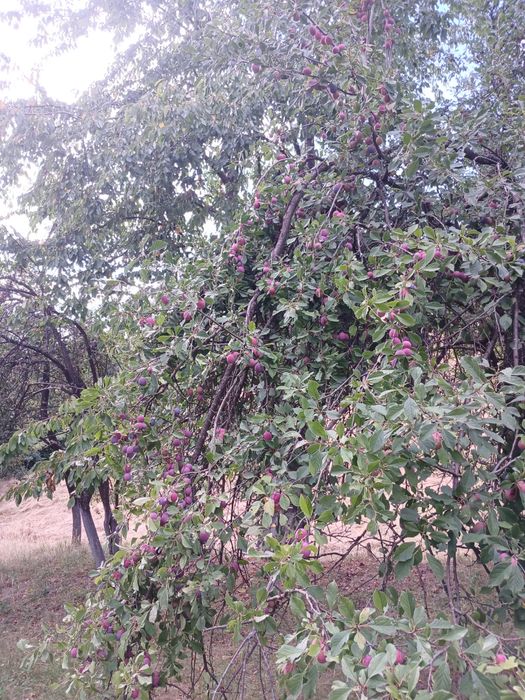 Prune de vanzare