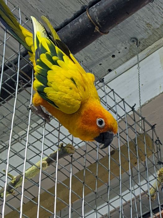 Попугай аратинга