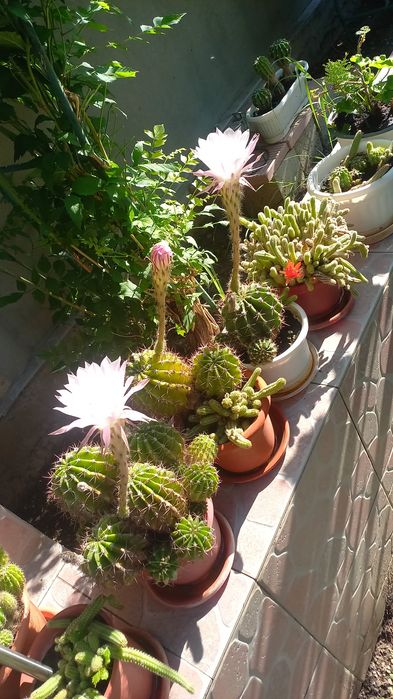 CACTUȘI INFLORITI Diverse MODELE,Culori,crescuți ghiveci cu rădăcini