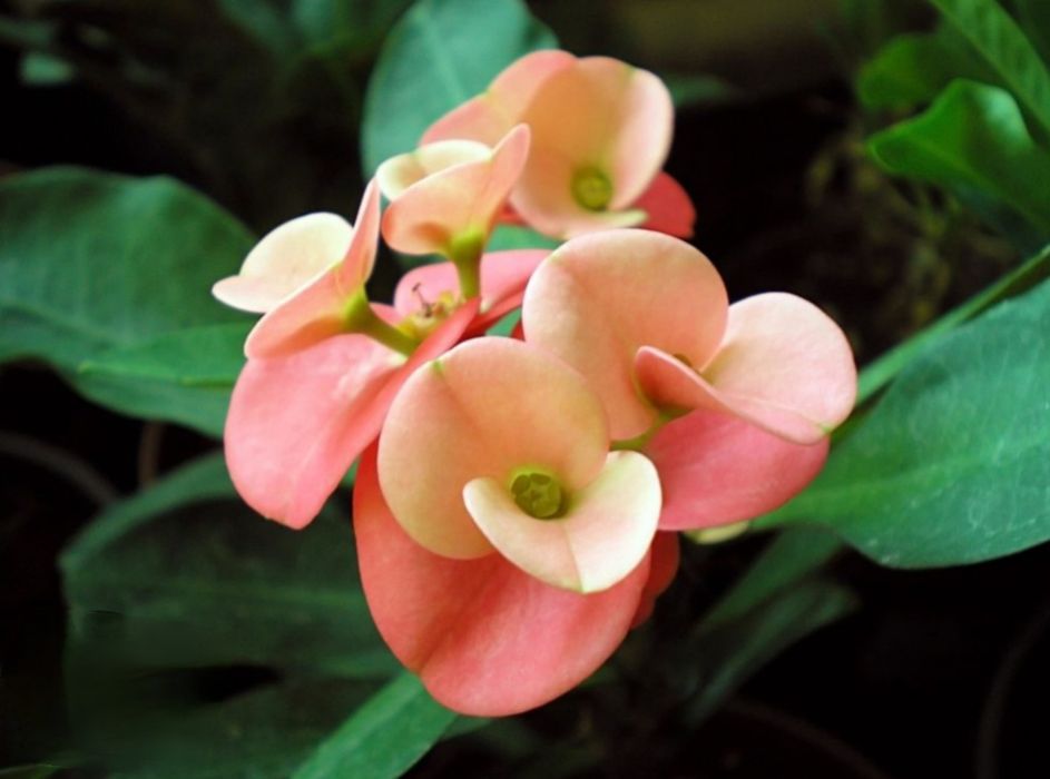 Цветы комнатные разные