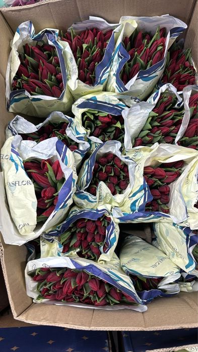 Тюльпаны опт  на 8 марта