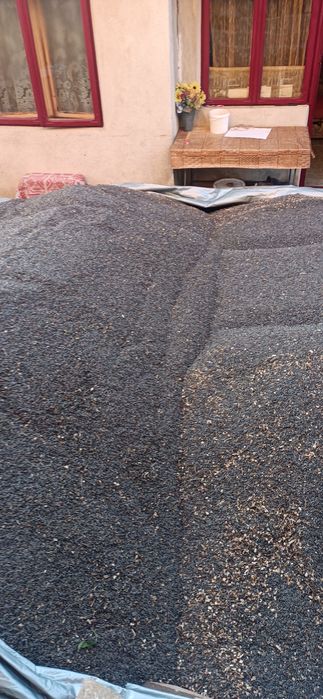 Vînd floarea soarelui