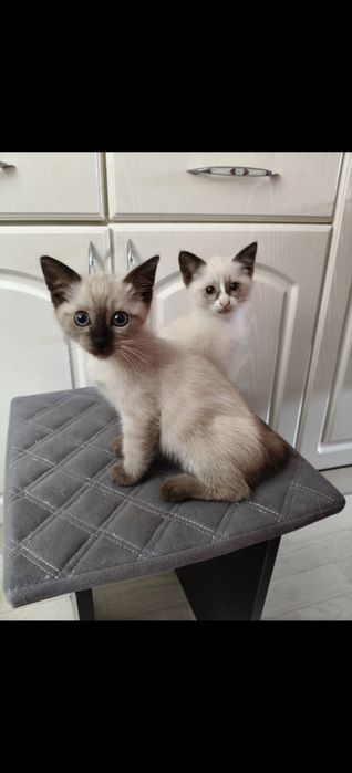 Отдам котят бесплатно