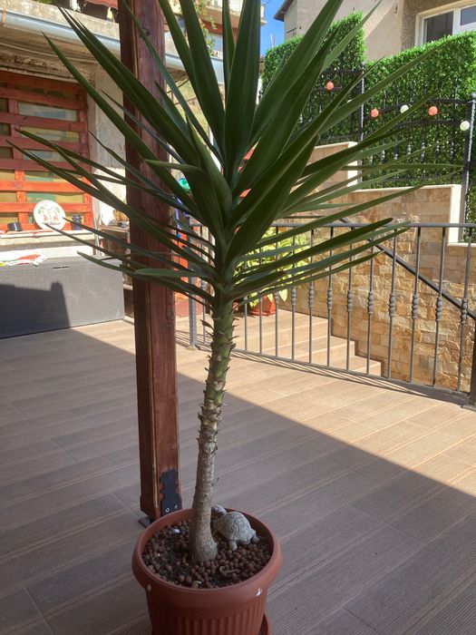 Цвете шафлера(шарена и Юка в саксия