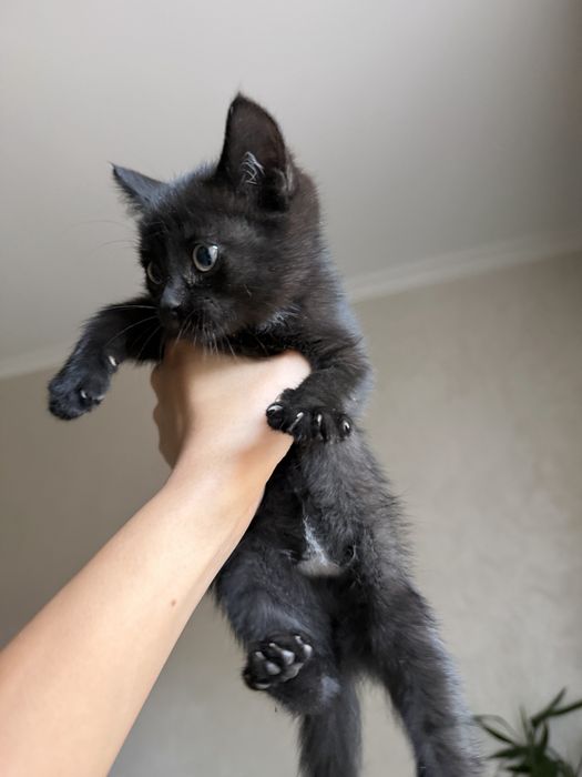 Котенок в добрые руки