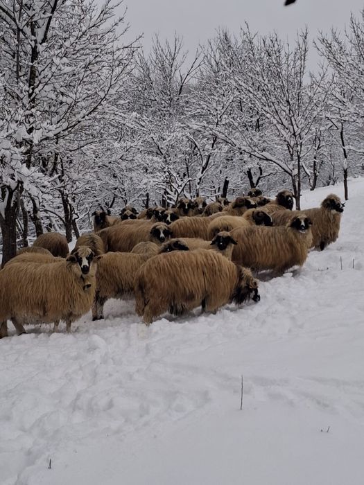 Oi breze de inalta calitate