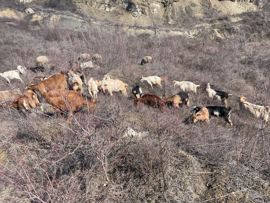 Capre de vânzare – bune de lapte, crescute la țară