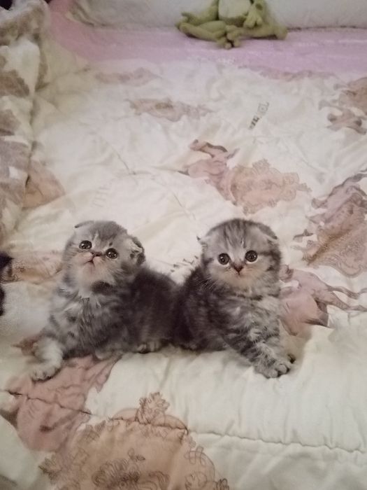 Продаются вислоухие котята