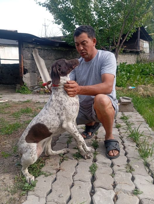 Продам срочно охотничья собака,