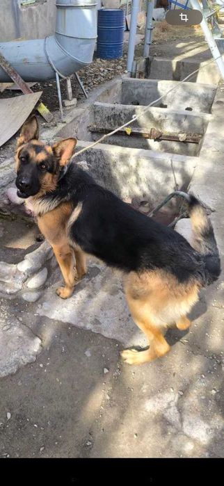 Продаются щенки город Ташкент Ташкентская область