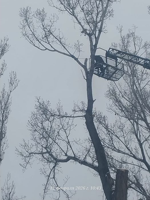 Спил деревьев агаш кесемиз