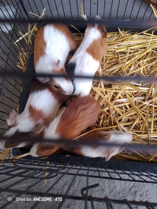 Marskaysivna sichqoncha