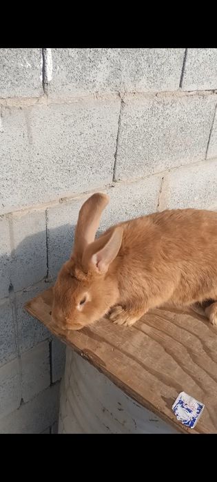 Продам кроликов, кролчат