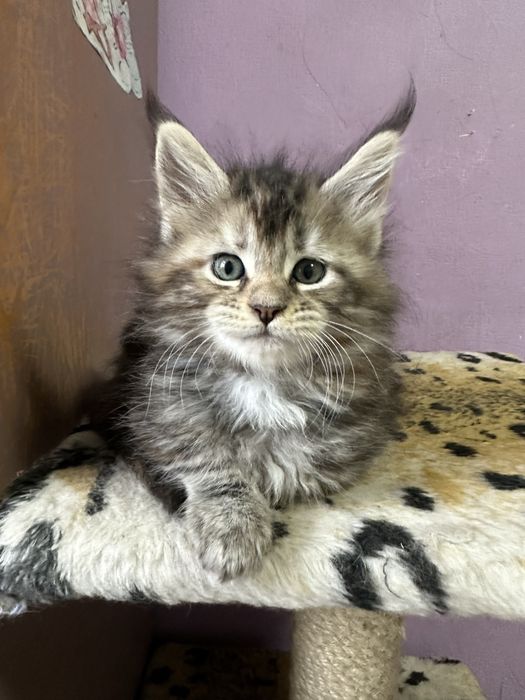 Котята Мейнкуны полидакты