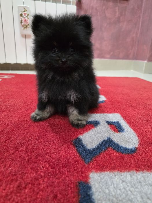 Fetita Black and tan