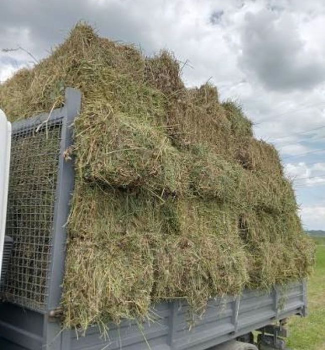 Vând baloți de lucernă