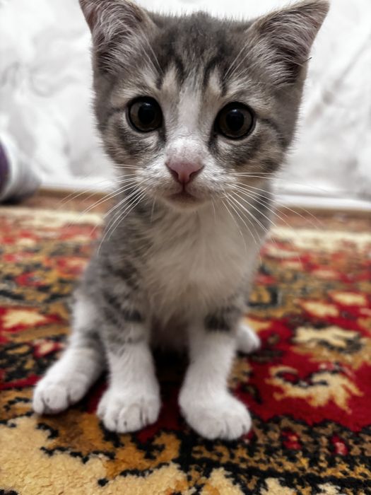 Котенок мальчик.