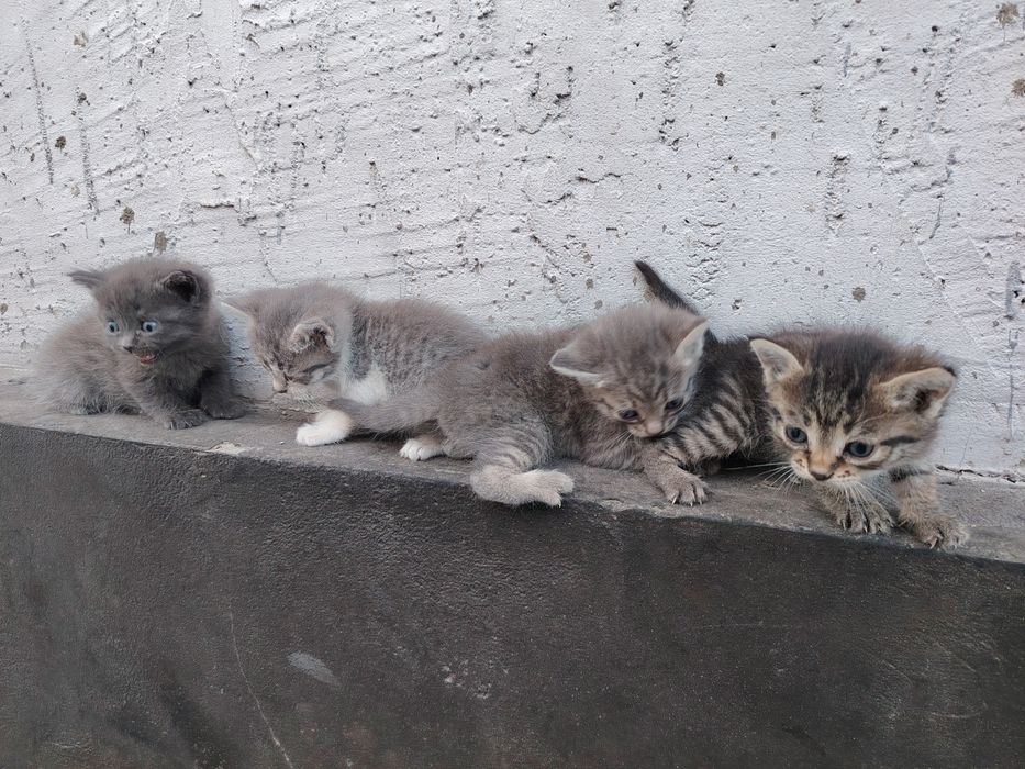 Отдам котят в добрые руки