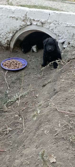 cățeluși ptr adoptie