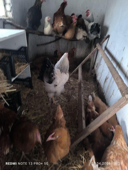 Продается петух Колумбийский Брама