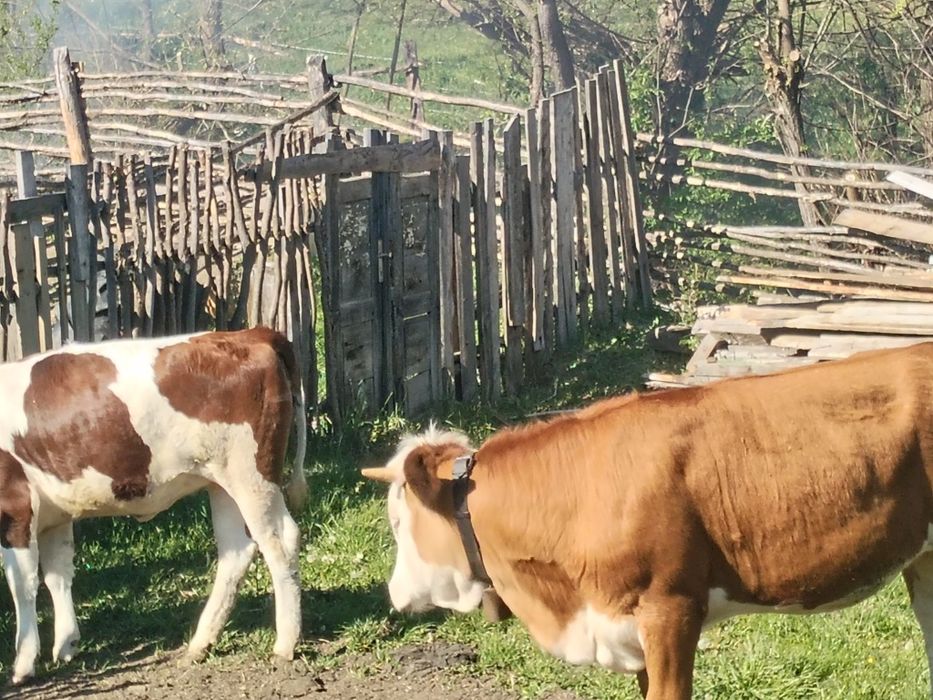 Vițele de vânzare