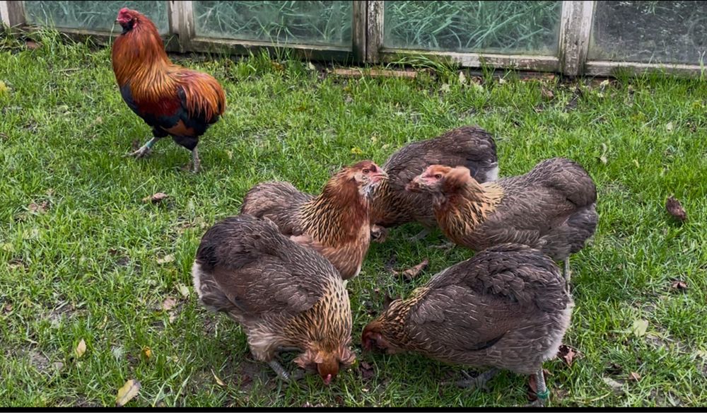 Oua incubat Araucana / oua verzi