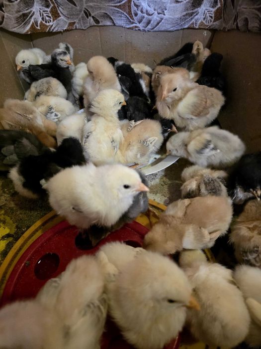 Pui de găină de casă și pui de găină liliputi