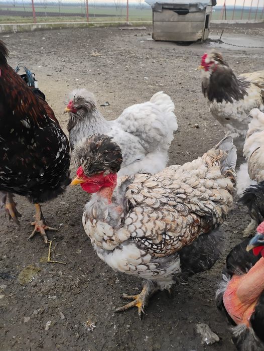 Oua incubat găini motate golașe și barboase