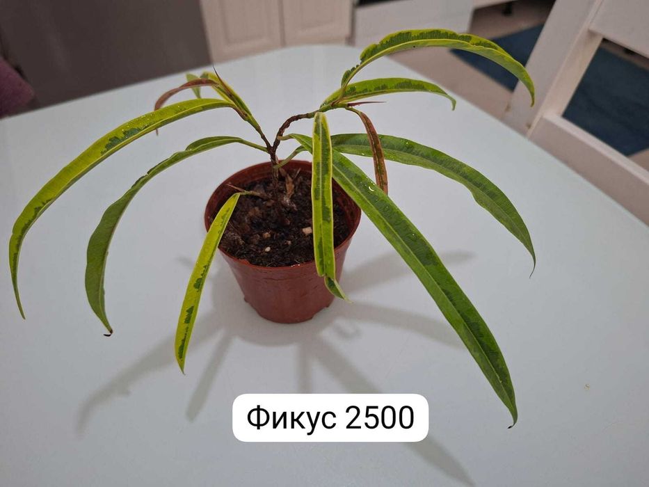 Продам домашние растения