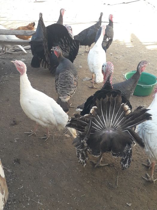 Индюки продаются