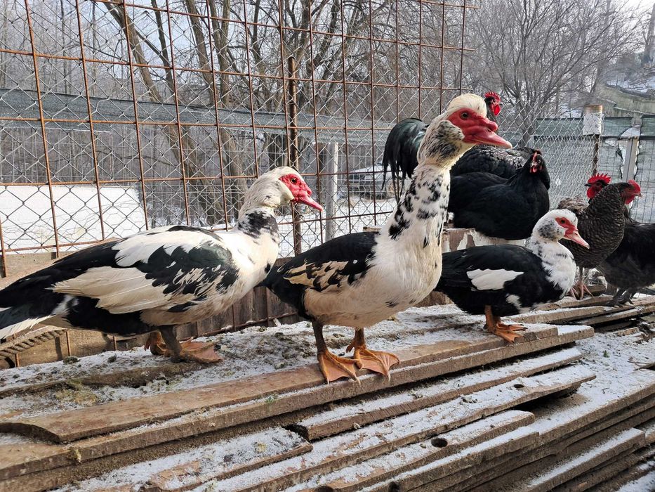 Rațe Leșesti Românească