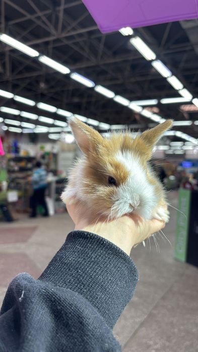 Кролики карликовые декоративные