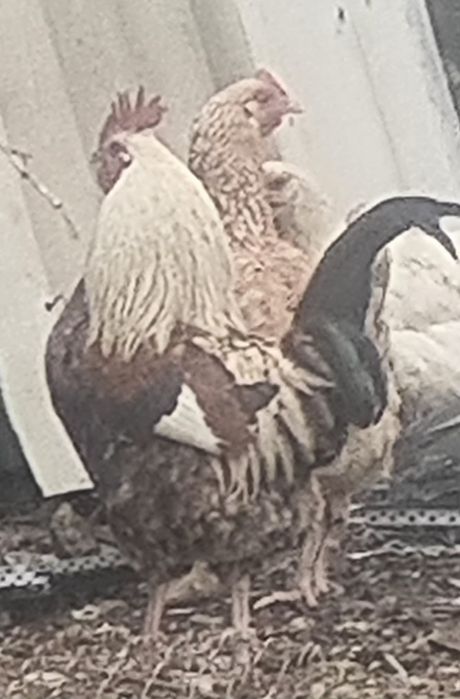 Здаровый домашный куры